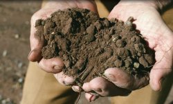 Activadores  y Reguladores de Suelos | BIOEXPORT